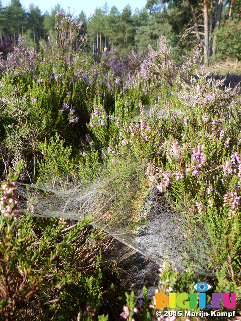 FZ020324 Rainbow on dew on spiderwebs in heather (Calluna vulgaris)